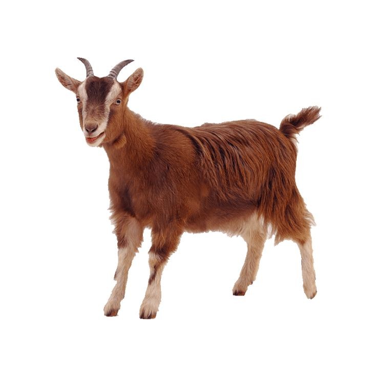 Goat