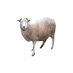 Sheep