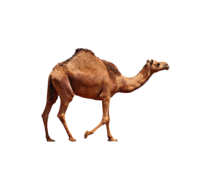 Camel