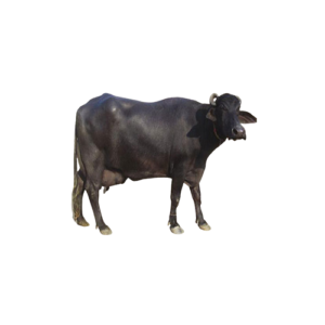 Buffalo