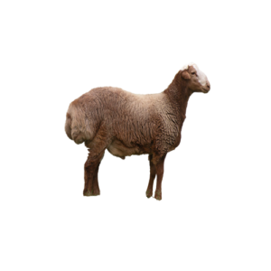 Dumba